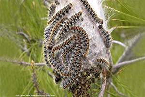 chenille processionnaire