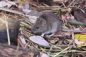 rat